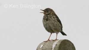 Meadow Pipit (Anthus pratensis) (03)