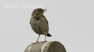 Meadow Pipit (Anthus pratensis) (04)