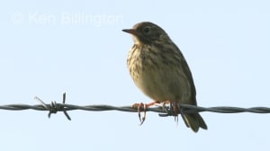 Meadow Pipit (Anthus pratensis) (05)