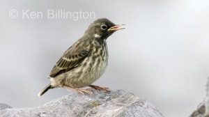 Meadow Pipit (Anthus pratensis) (06)