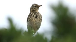 Meadow Pipit (Anthus pratensis) (08)
