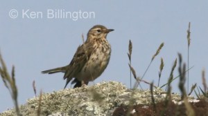 Meadow Pipit (Anthus pratensis) (09)