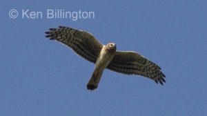 Northern Harrier (Circus cyaneus) 