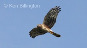 Northern Harrier (Circus cyaneus) 