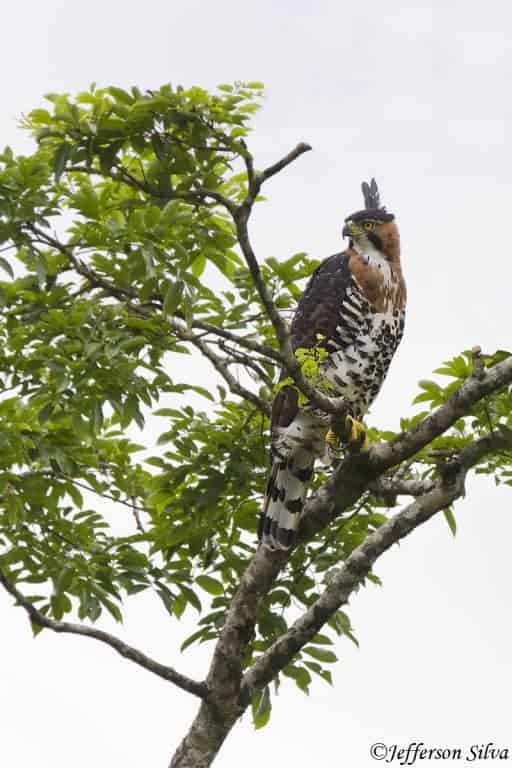 Ornate Hawk-eagle Spizaetus ornatus