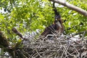 Ornate Hawk-eagle Spizaetus ornatus 