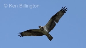 Osprey (Pandion haliaetus) (01)