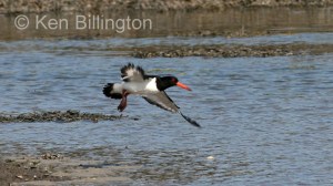 Oystercatcher (Haematopus ostralegus) 