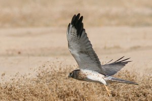 Pallid Harrier (Circus macrourus)