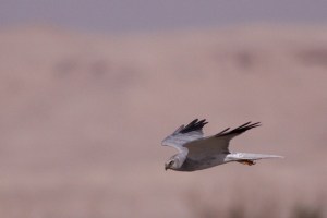 Pallid Harrier (Circus macrourus)