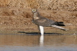 Pallid Harrier (Circus macrourus)