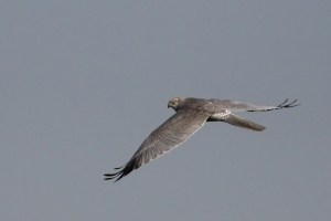 Pallid Harrier (Circus macrourus)