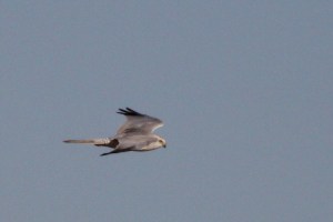 Pallid Harrier (Circus macrourus)