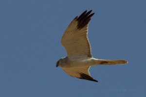 Pallid Harrier (Circus macrourus)
