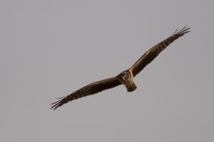 Pallid Harrier (Circus macrourus)