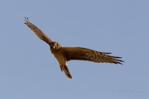 Pallid Harrier (Circus macrourus)