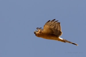 Pallid Harrier (Circus macrourus)