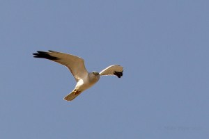 Pallid Harrier (Circus macrourus)