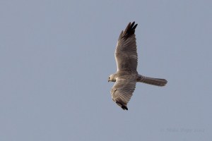 Pallid Harrier Circus macrourus