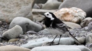 Pied Wagtail (Motacilla alba) 