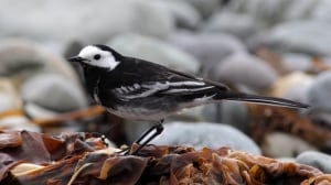 Pied Wagtail (Motacilla alba) 