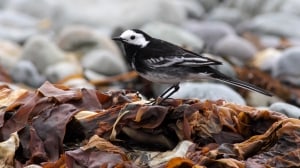 Pied Wagtail (Motacilla alba) 