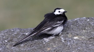 Pied Wagtail (Motacilla alba) 