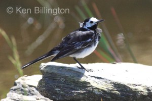 Pied Wagtail (Motacilla alba) 