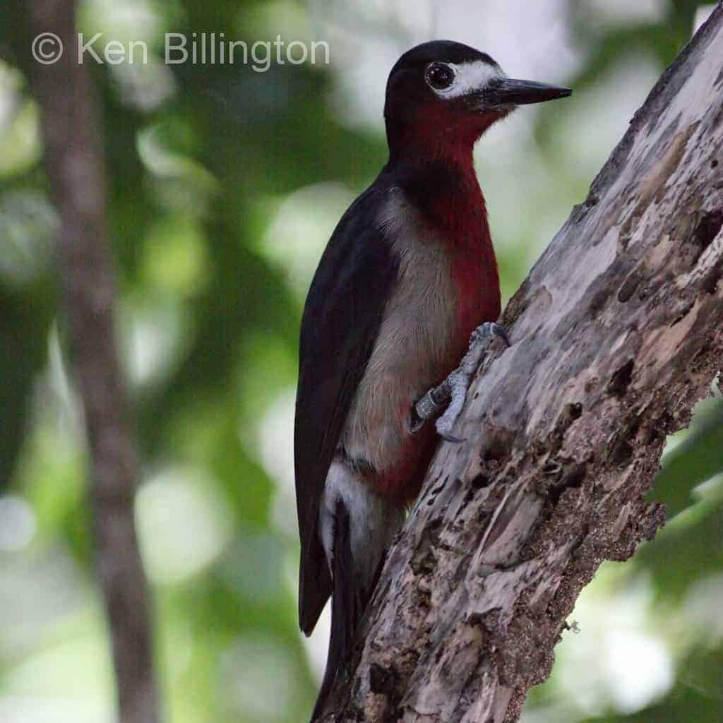 Puerto Rican Woodpecker Melanerpes portoricensis