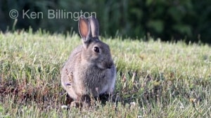 Rabbit (Oryctolagus cuniculus) 