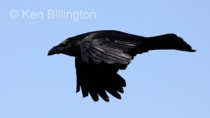 Common Raven (Corvus corax) 