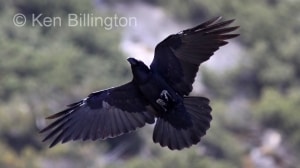 Common Raven (Corvus corax) 