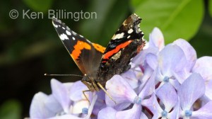 Red-Admiral-