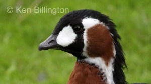 Red-Breasted Goose (Branta ruficollis) 