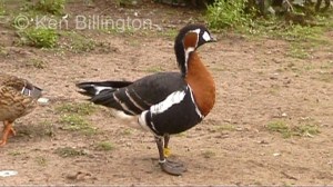 Red-Breasted Goose (Branta ruficollis).jpg