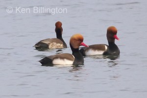 Red Crested Pochard (Netta rufina) 