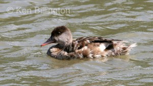 Red Crested Pochard (Netta rufina)