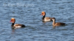 Red Crested Pochard (Netta rufina) 