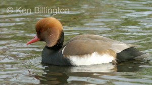 Red Crested Pochard (Netta rufina) 