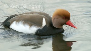 Red Crested Pochard (Netta rufina) 