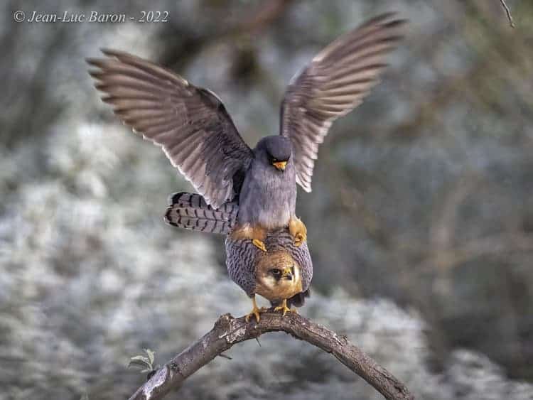 Red-footed Falcon – Falco Vespertinus