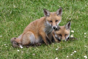 Red Fox (Vulpes vulpes) 