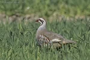 Red-legged Partridge (Electoris Rufa) 