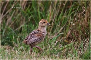 Red-legged Partridge Chick