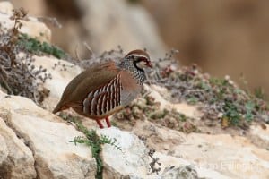 Red-legged Partridge (Alectoris rufa)