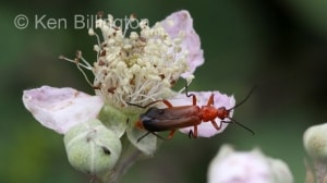 Red-Soldier-Beetle-