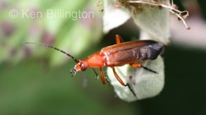 Red-Soldier-Beetle-