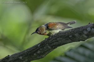 Red-throated Sunbird - Anthreptes rhodolaemus