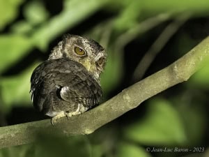 Reddish Scops-owl - Otus Rufescens