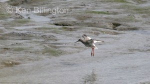 Redshank (Tringa totanus) (04)